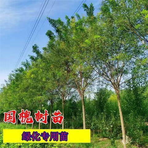 国槐小苗工程绿化南北可种