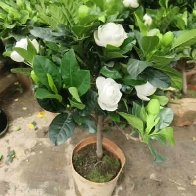 大盆栀子花带苞浓香净化空气