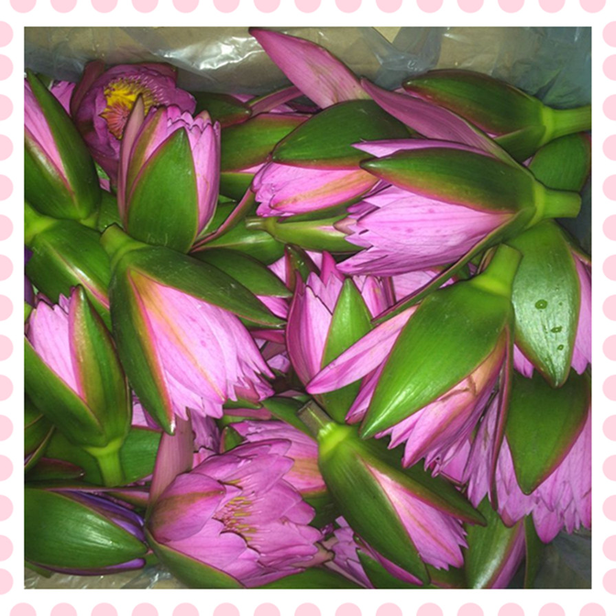 新鲜斤起拍团购做纯露莲花