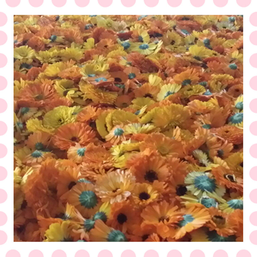 新鲜金盏菊鲜花花期5-6月 做纯露精油花材 ，腌制现货，专做纯露