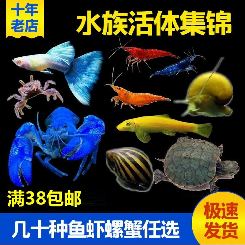 满38包邮观赏鱼虾螺蟹六角恐龙孔雀鱼斑马鱼水族淡水宠物活体热带