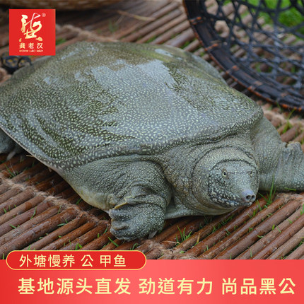 龚老汉甲鱼活体中华鳖外塘放养 公甲鱼送礼 黑牌(尚品黑公)