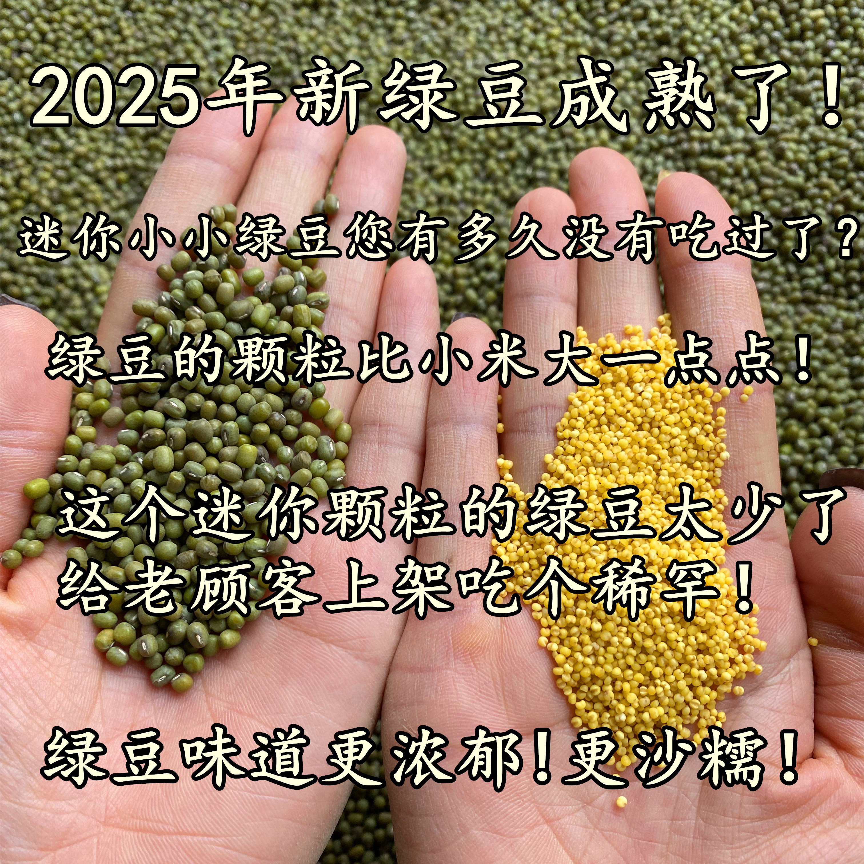 （25年新绿豆少量上架！）农家老品种小绿豆迷你小小颗粒笨绿豆