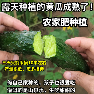 （是您寻找的记忆中小时候的味道）山西农家自种黄瓜新鲜26年新货