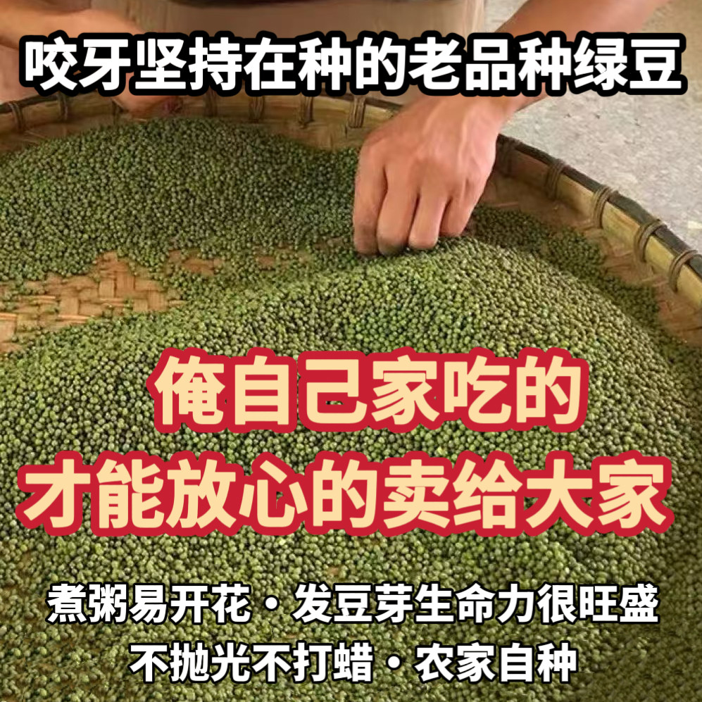 （老人坚持在种的老品种笨绿豆）农家自种小颗粒毛绿豆老式土绿豆