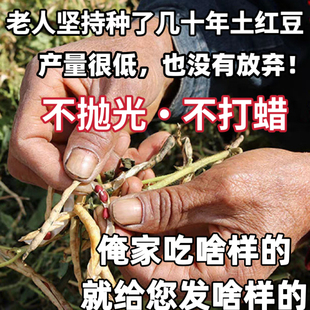 （老人坚持在种的老品种土红豆）农家自种老式红小豆新鲜未抛光