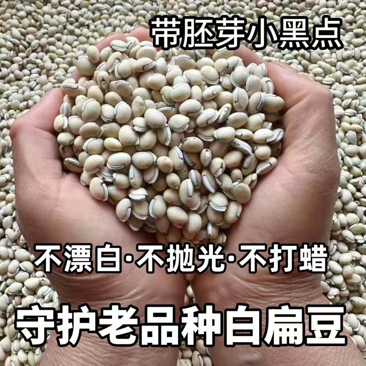 （老人坚持在种的老品种白扁豆）农家老式小颗粒白扁豆煮粥煲汤
