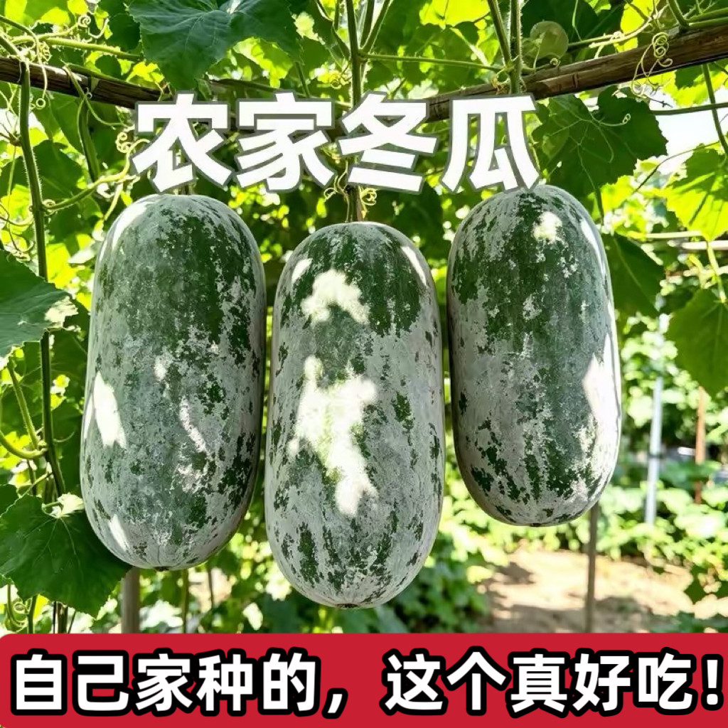 (产量很低,别错过)山西农家自种老品种小冬瓜挂霜现摘新鲜蔬菜
