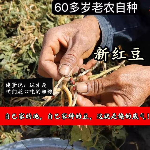 (老人坚持在种的老品种土红豆)农家自种老式红小豆新鲜未抛光