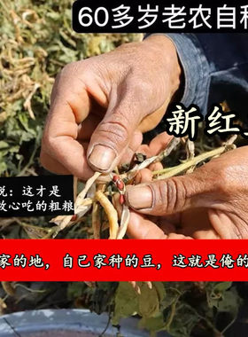 （老人坚持在种的老品种土红豆）农家自种老式红小豆新鲜未抛光