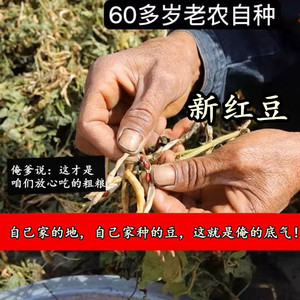 （老人坚持在种的老品种土红豆）农家自种老式红小豆新鲜未抛光