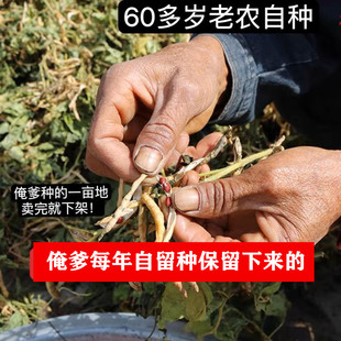 老品种红小豆新鲜农家山西老山区红豆 每年自留种保留下来