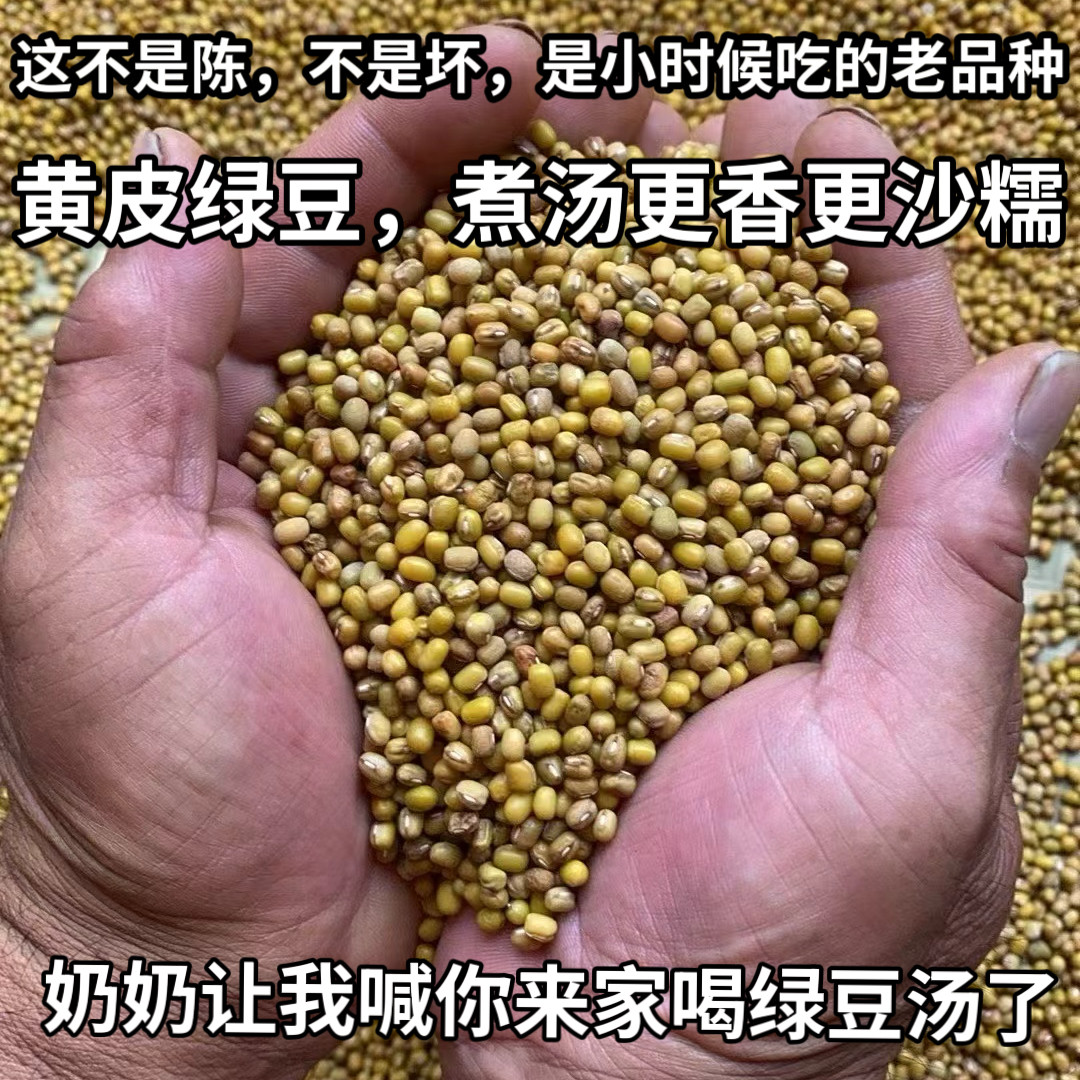 （老人坚持在种的老品种黄皮绿豆）农家自种老式黄皮绿豆肾形绿豆