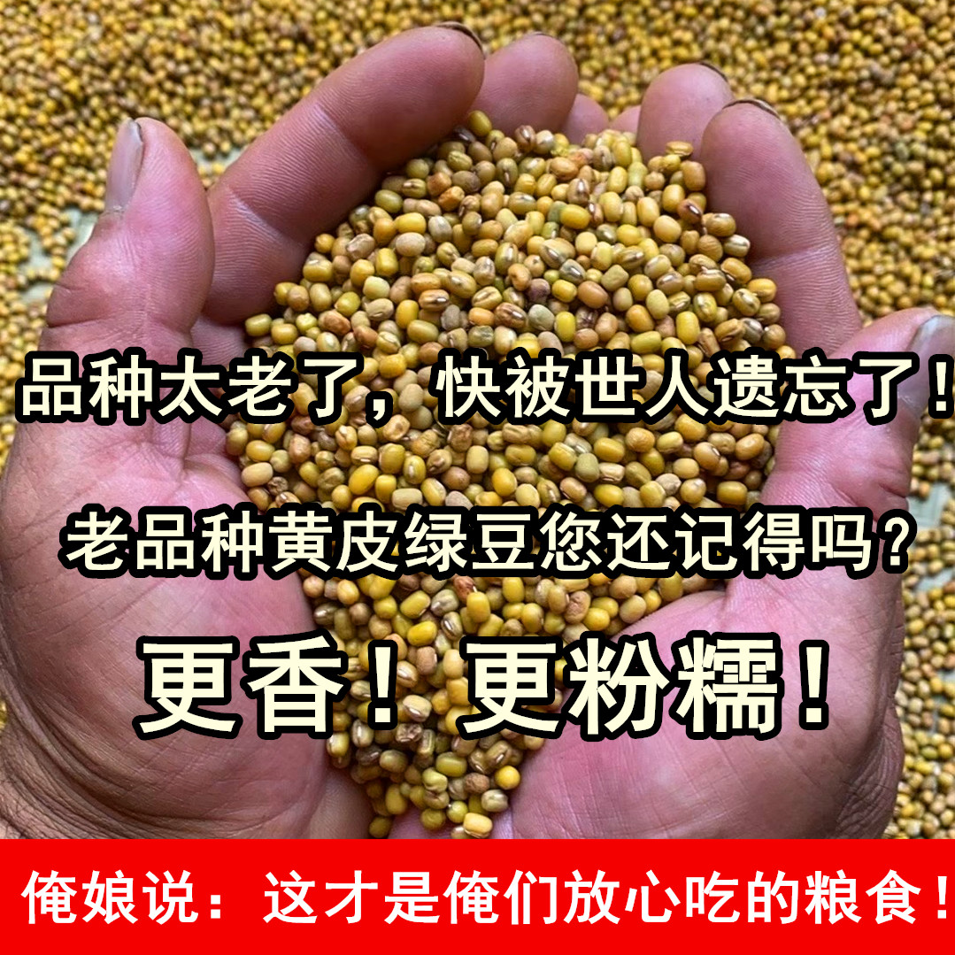 （老人坚持在种的老品种黄皮绿豆）农家老式土绿豆小颗粒黄壳绿豆