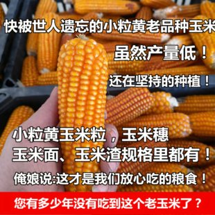 山西农家自种老玉米小粒黄 老品种玉米小金黄 是您一直寻找