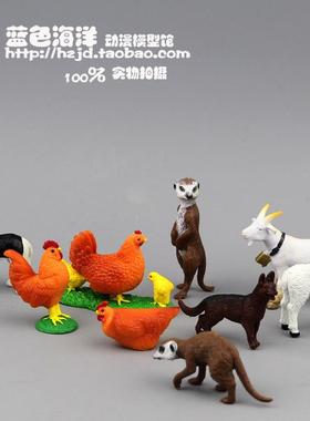 经典小号农场家禽儿童动物玩具模型母鸡孵小鸡公鸡犬3.8cm~5.7cm