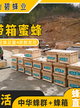 江山碧中华蜜蜂群带箱带王带子脾活框箱全套草莓大棚授粉蜂疗意蜂