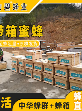 江山碧带箱蜜蜂中蜂意蜂落地即养