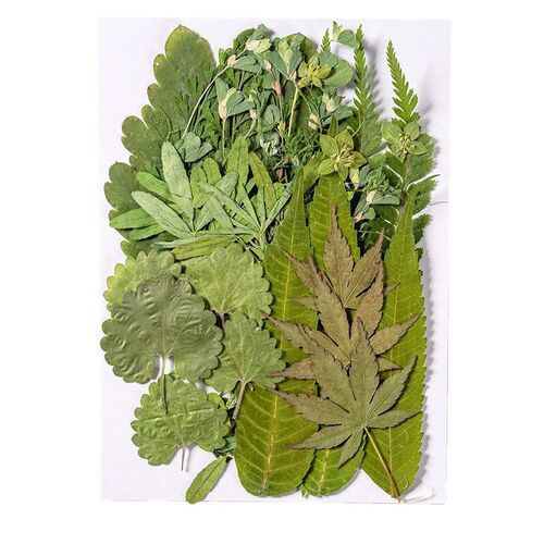 真树叶植物标本 幼儿园手工贴画干花压花IY材料包写真贴脸装饰