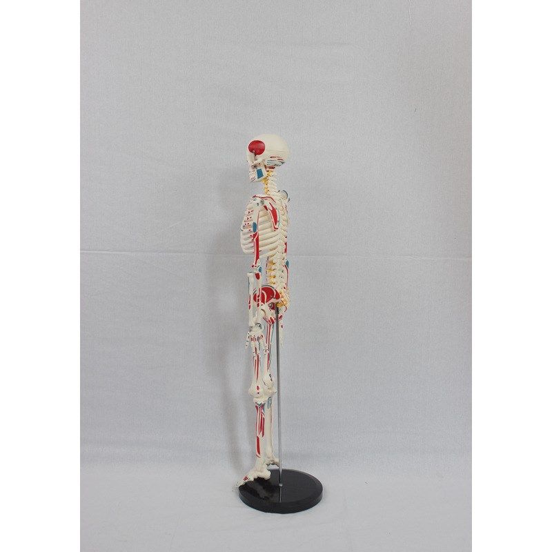 85CM附全身肌肉起止带椎间盘神经骨骼 人体骨骼模型,文具电教/文化用品/商务用品,教学仪器/实验器材,淘宝优惠券,粉丝福利购,淘宝优惠卷