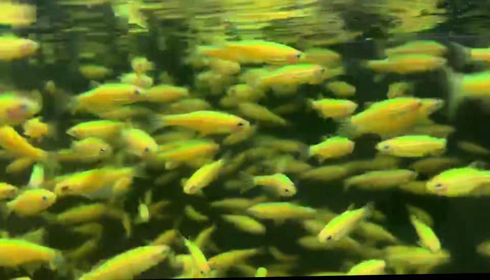 限时活动七夕水族青苹果斑马鱼灯鱼热带鱼群游观赏鱼水草造景新手