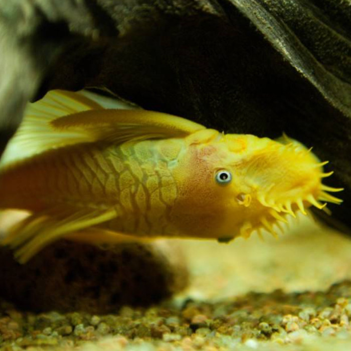 七夕水族草缸工具鱼虾螺集合热带鱼活体观赏鱼虾螺清缸壁除藻淡水