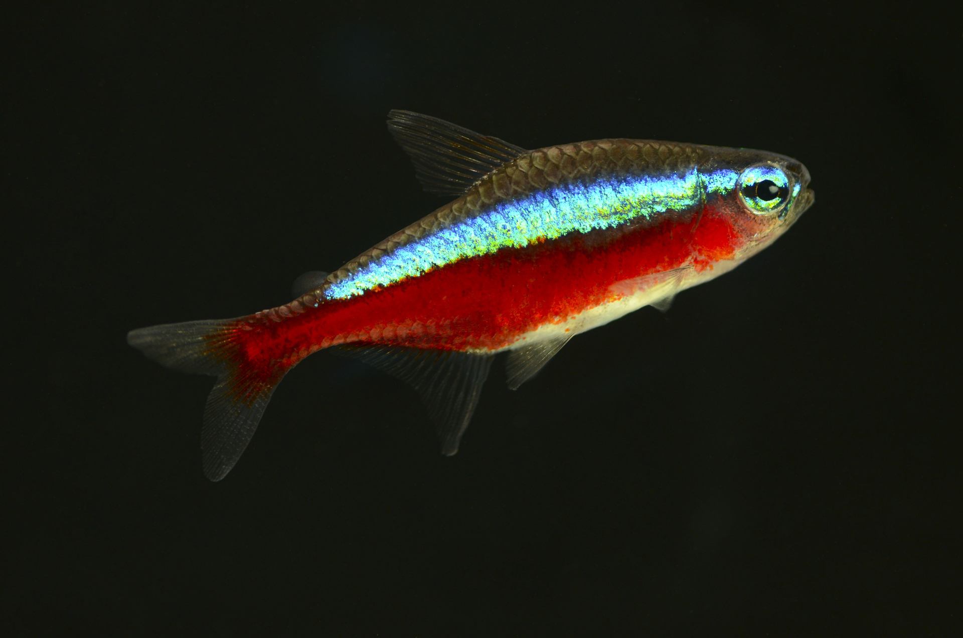七夕水族宝莲灯鱼小型热带观赏鱼灯鱼草缸造景新手