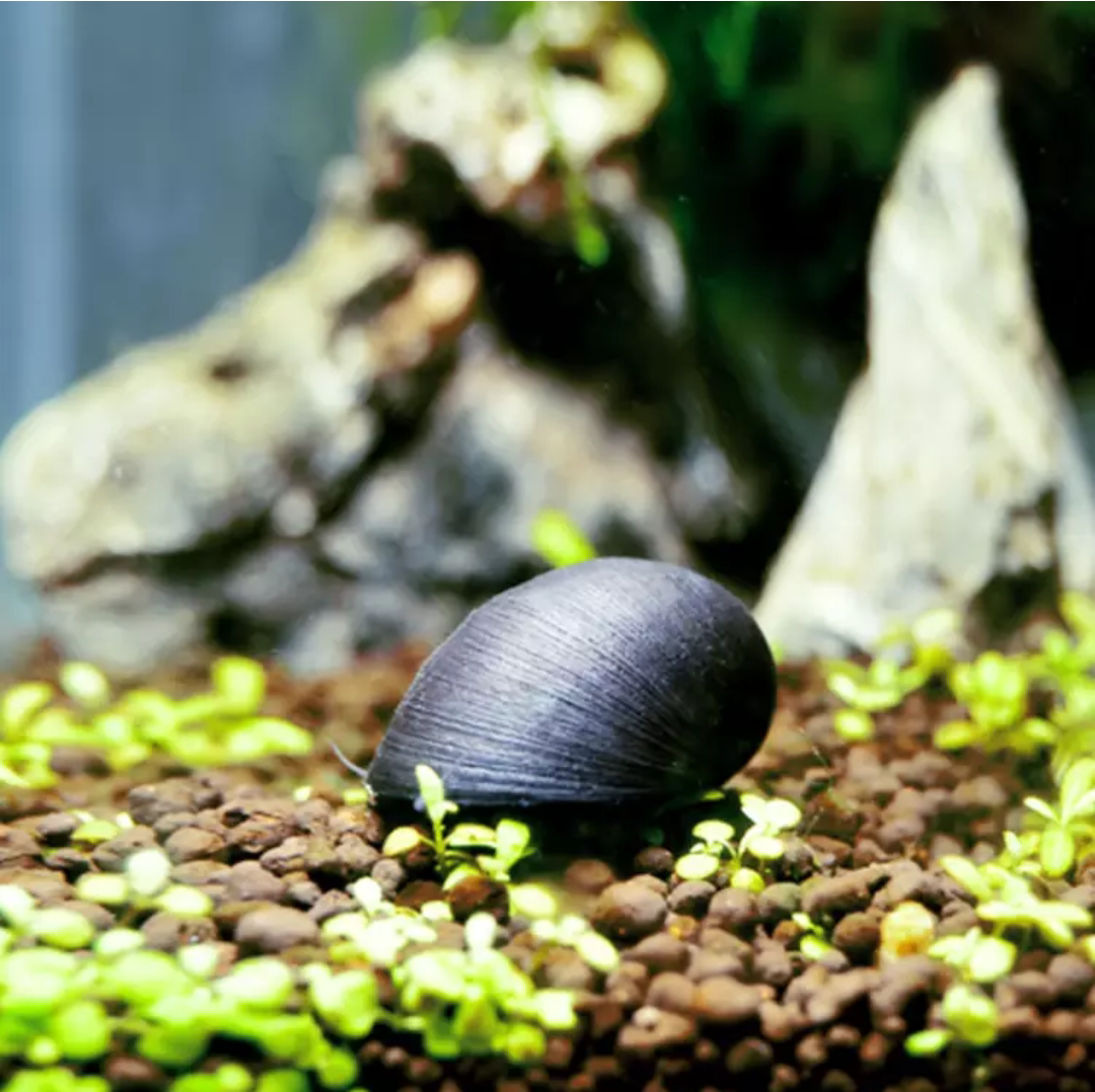 七夕水族黑金刚螺军帽螺除藻螺观赏螺工具螺活体水草造景新手宠物