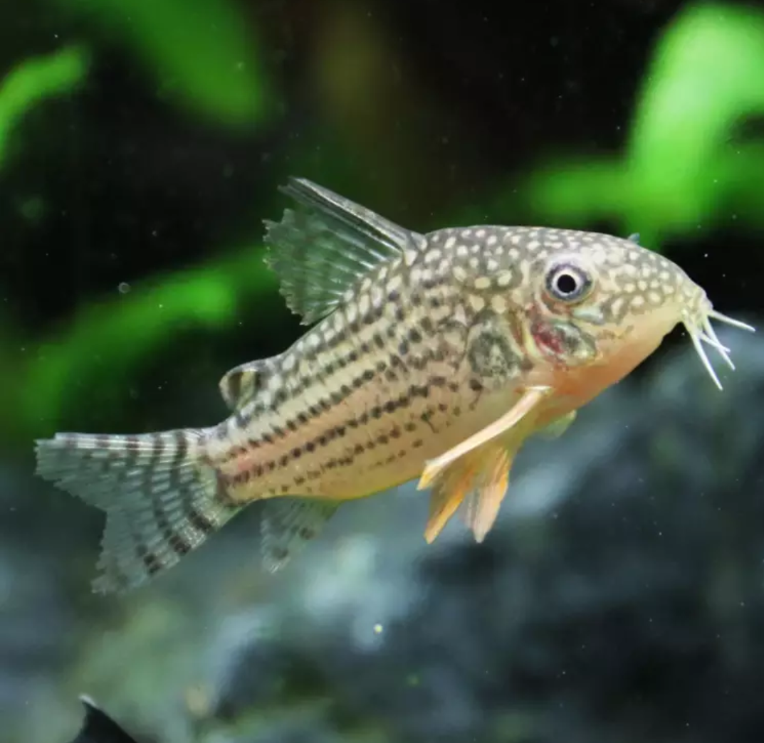 七夕水族鼠鱼合集南美异型鱼咖啡花椒熊猫金苔青铜币巨无霸尼青鼠