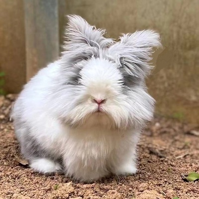 兔子活体盖脸猫猫兔荷兰垂耳兔