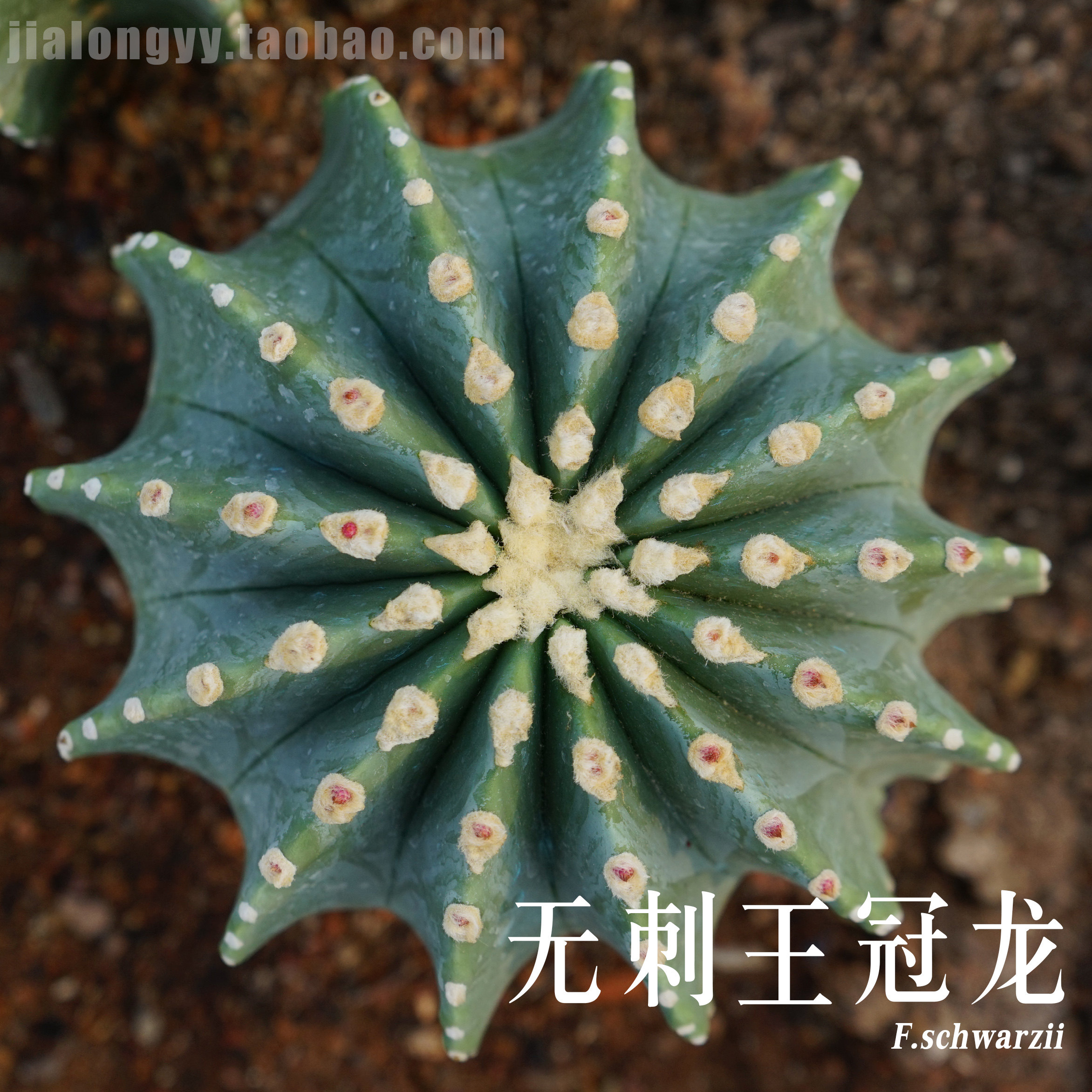 无刺王冠龙 开花仙人球 庭院绿植 办公室桌面多肉植物盆栽 仙人掌