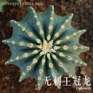 无刺王冠龙 开花仙人球 庭院绿植 办公室桌面多肉植物盆栽 仙人掌