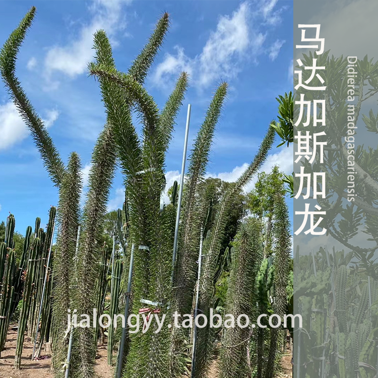 马达加斯加龙树仙人掌多肉植物