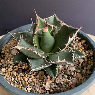 立可白龙舌兰仁王冠Agave titanota sad硬叶多肉植物精品潮流盆栽