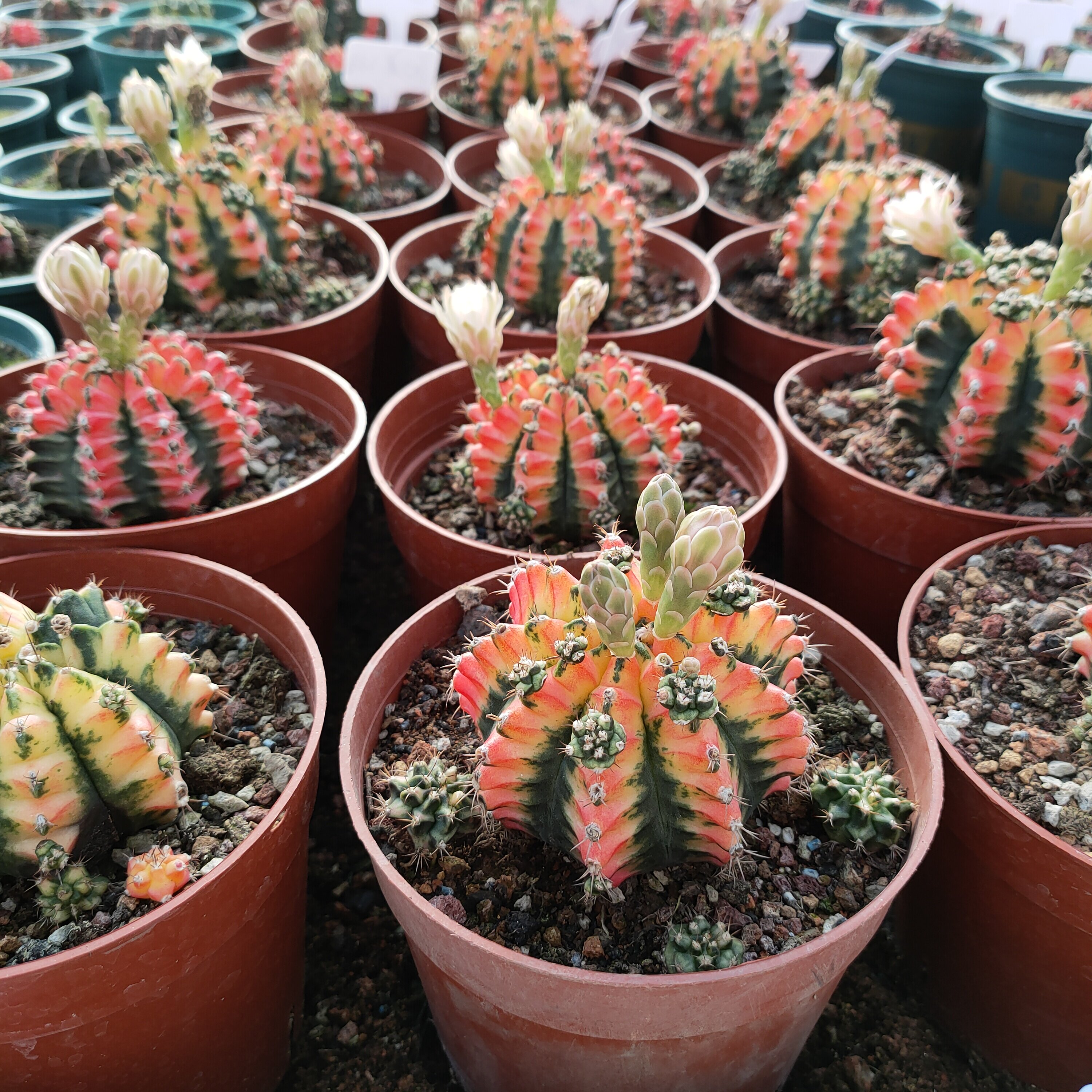 花蝴蝶肋骨牡丹锦仙人球精品仙人掌绯牡丹锦火凤凰牡丹锦实图拍摄