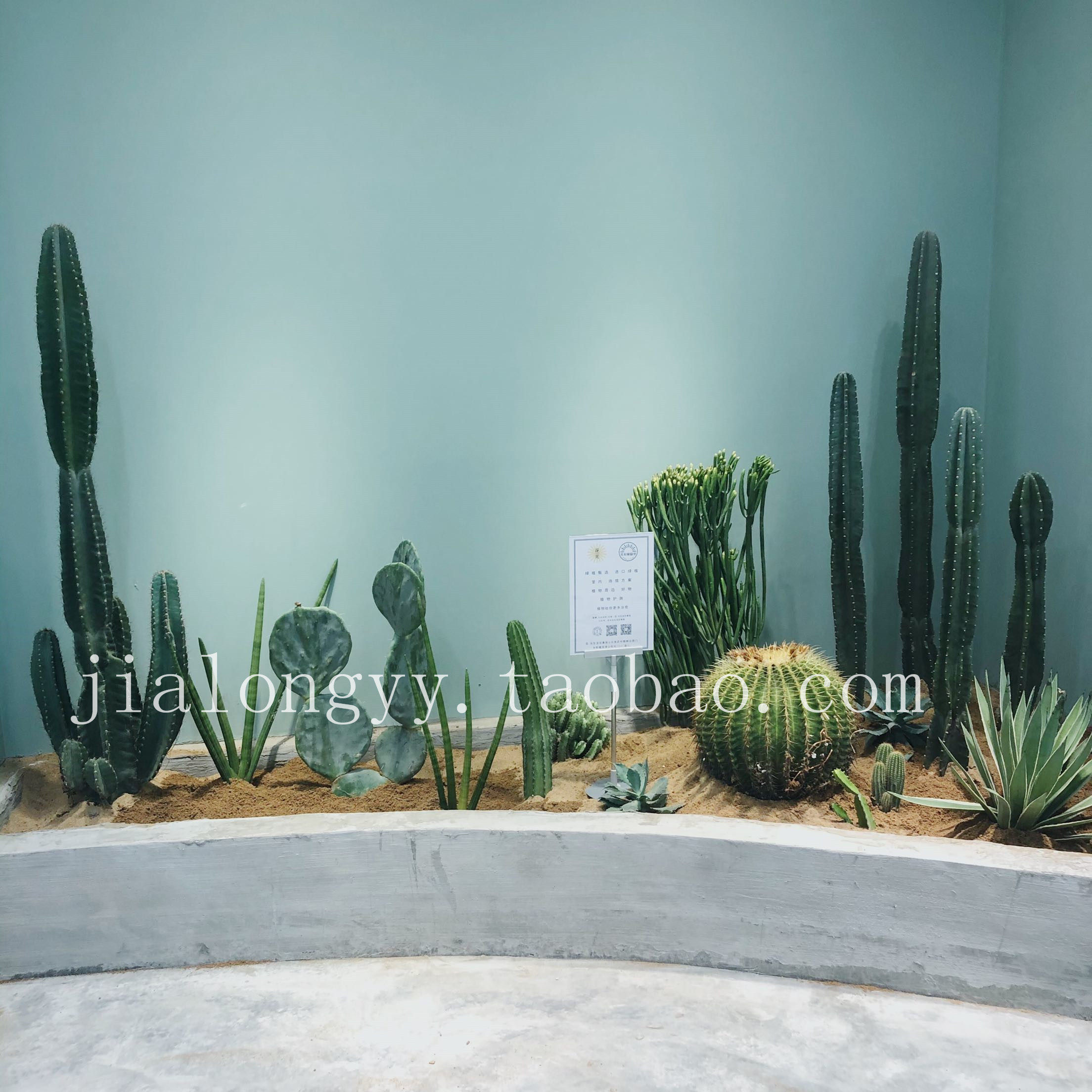 山东沙漠植物设计造景案例 金虎仙人球澎珊瑚 量天尺仙人柱龙舌兰