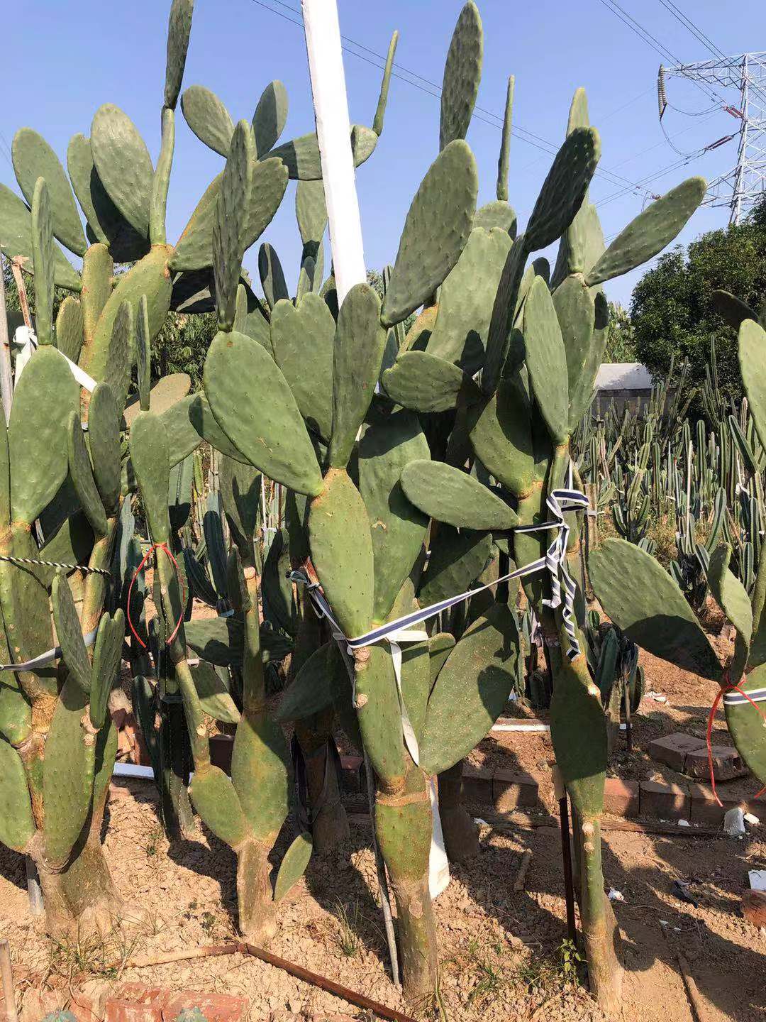 米邦塔 墨西哥仙人掌 opuntia milpa alta 开花可食用仙人掌 盆栽
