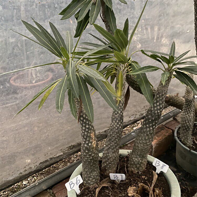 无刺非洲霸王树 夹竹桃科棒棰树属庭院植物盆栽 无刺霸王树