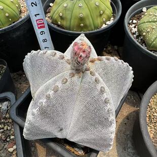 恩冢鸾凤玉 星球属 潮流无刺仙人球 造行独特的审美多肉植物