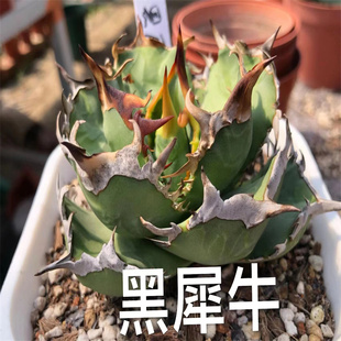 黑犀牛龙舌兰仁王冠 Agave Titanota Berserker 黑旋风狂战士黑蟹