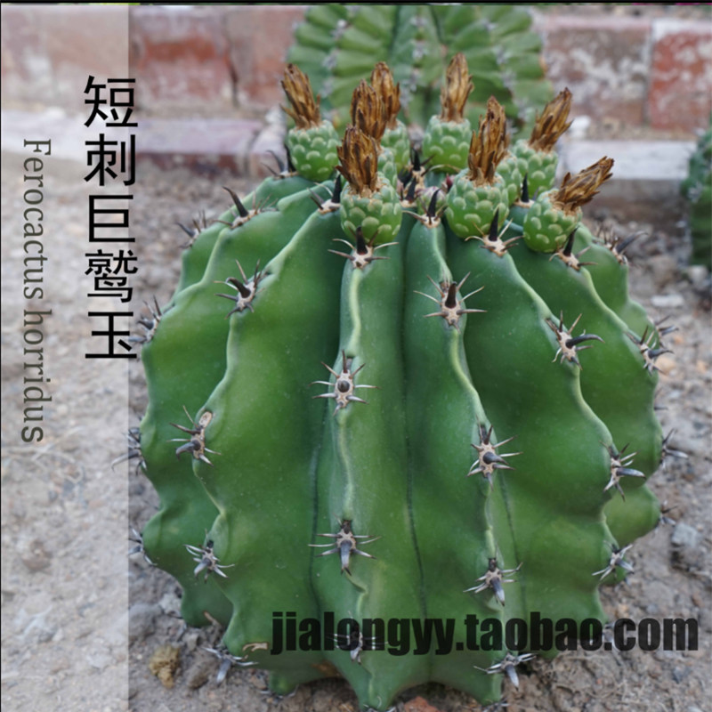 实生短刺巨鹫玉仙人球钩刺球富贵玉沙漠风格景观工程庭院容易活植