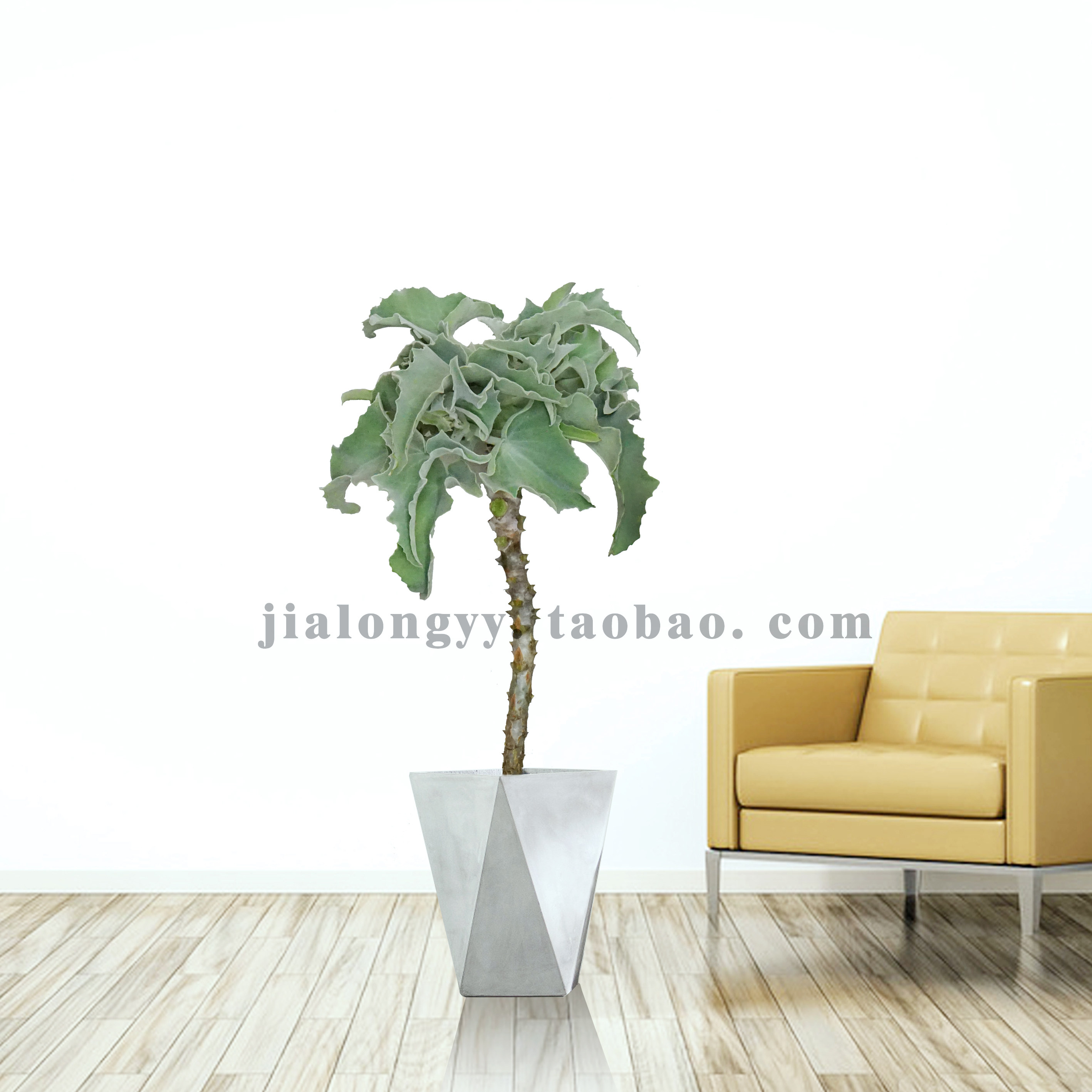 仙女之舞植物 白衣仙女之舞 景天科 银叶仙女之舞 多肉不带刺盆栽