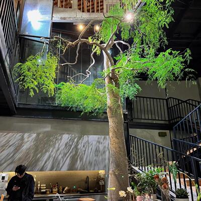 象腿树植物Diospyros ferrea实生辣木科 马达加斯加楼顶 庭院造景