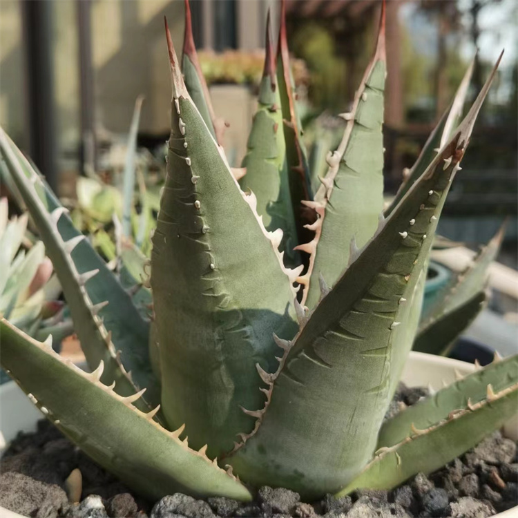 帝释天龙舌兰仁王冠Agave titanota haworthia强刺背刺帝君多肉