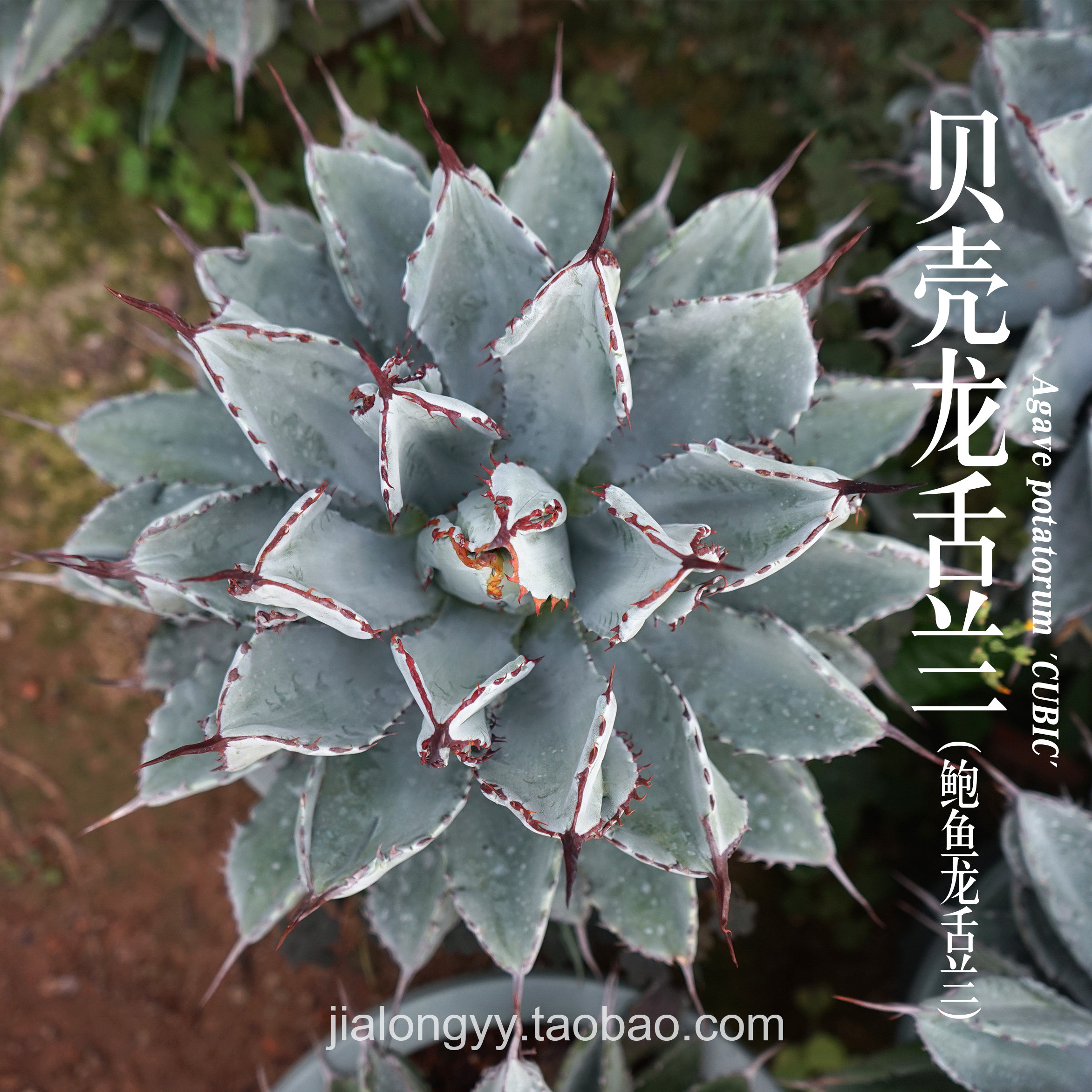 贝壳龙(鲍鱼)龙舌兰科多肉植物办公室绿植室内外盆栽观赏性盆栽