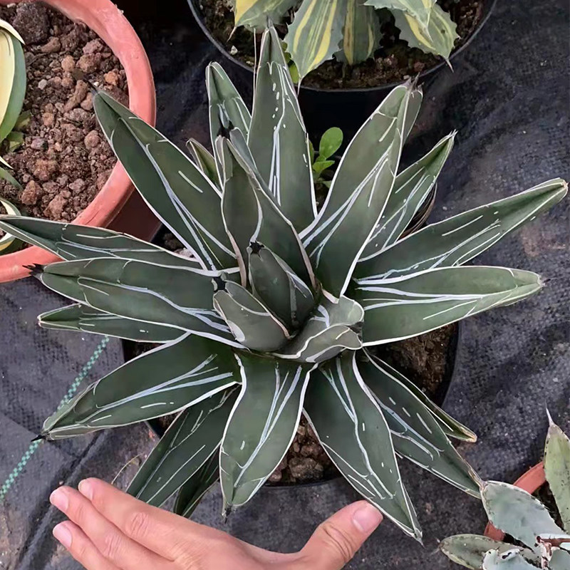 笹吹雪龙舌兰 短叶黑刺世之雪流星Agave fedinandi-regis稀有盆栽