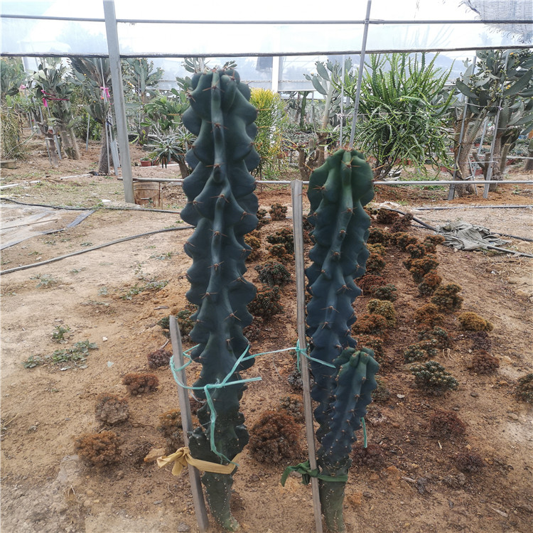 量天尺石化缀化仙人柱沙漠植物