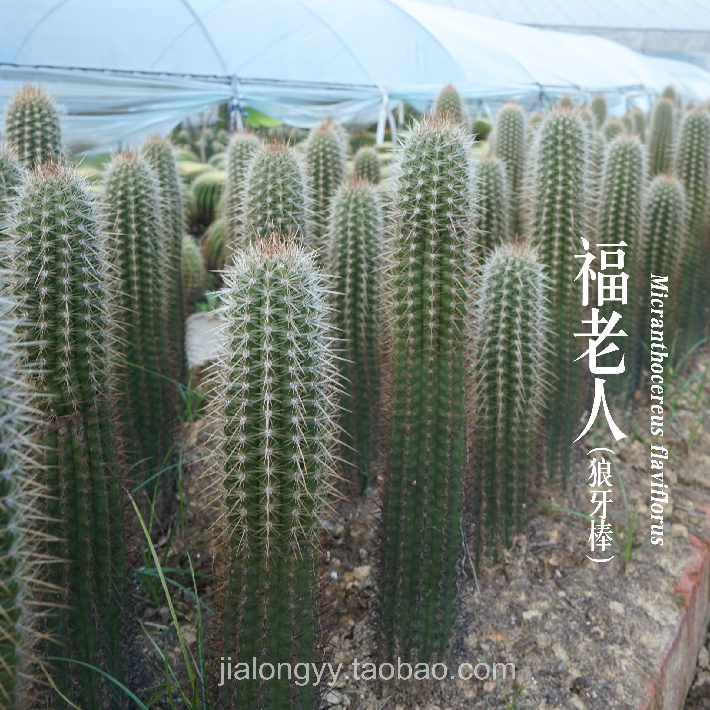 福老人 实生仙人柱 狼牙棒 庭院植物 大柱子幸福柱金黄色沙漠热带