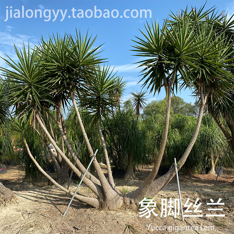 象脚丝兰 龙舌兰科  巨丝兰 不怕冷沙漠 多头荷兰铁植物 无刺丝兰