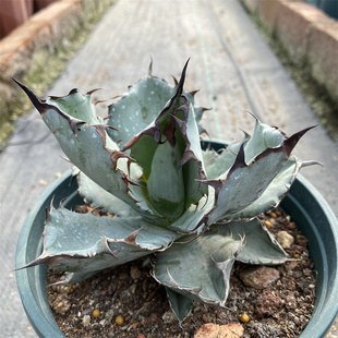 蓝鲸仁王冠龙舌兰 多肉植物组合盆栽 严龙蓝球蓝肌狂刺中小型精品